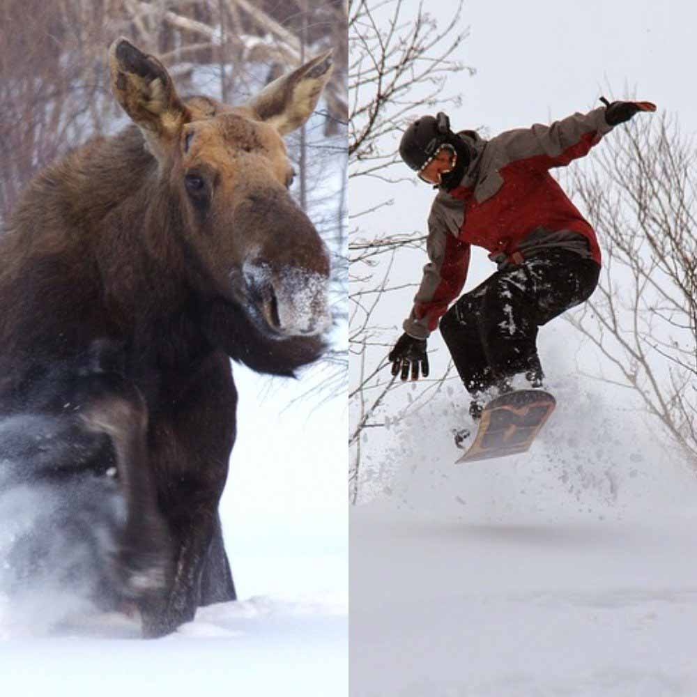 Примечание для россиян! Дикий лось напал на туристов на горнолыжном курорте в Швеции