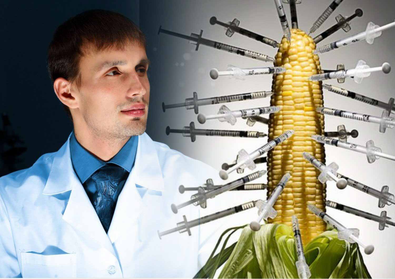 Ученые обнаружили, какая кукуруза вызывает рак