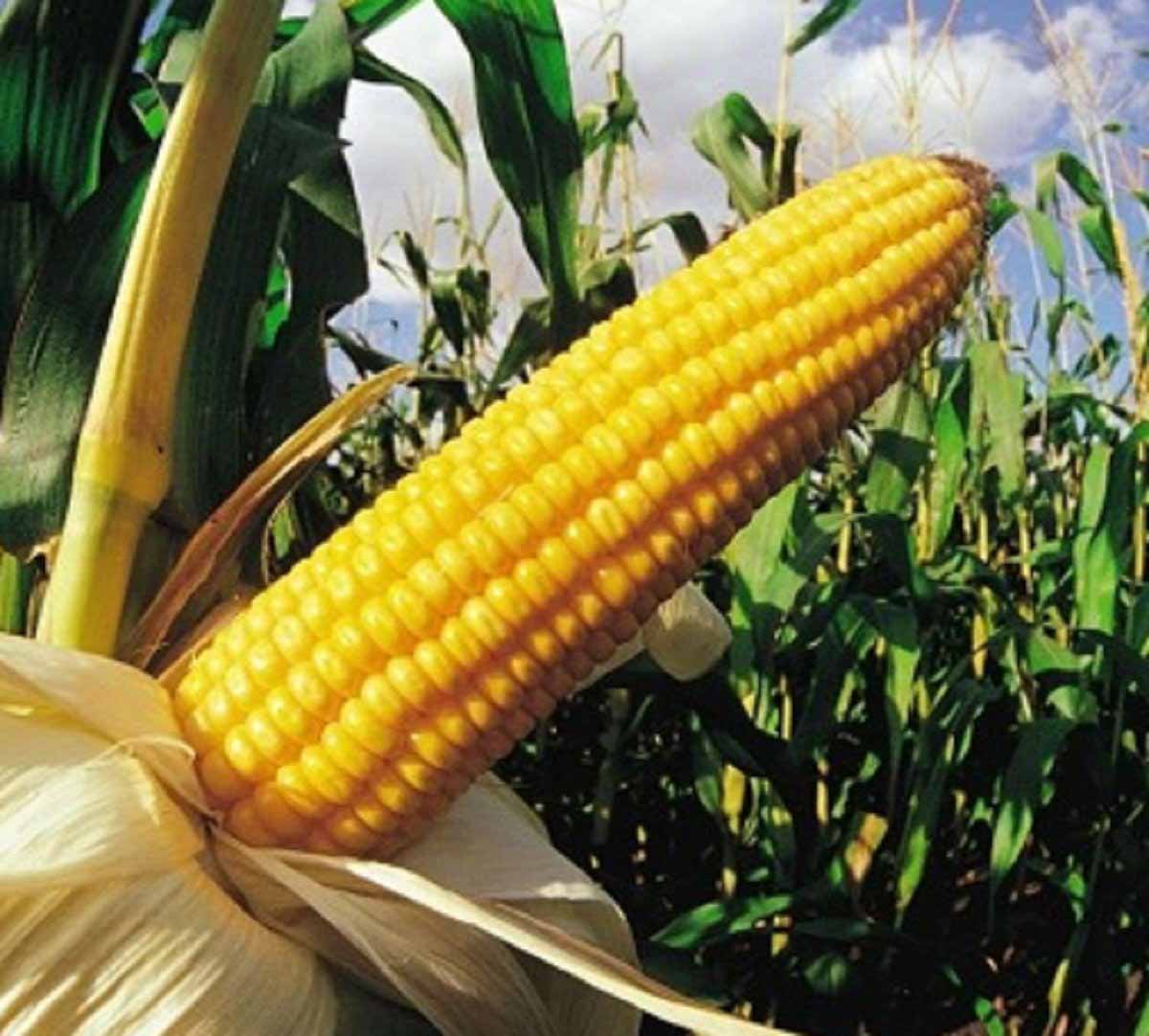Чтоб початок не увял! Кукуруза укрепляет мужское здоровье