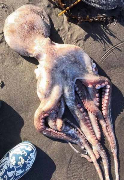 Мертвые осьминоги лежат по всему пляжу 