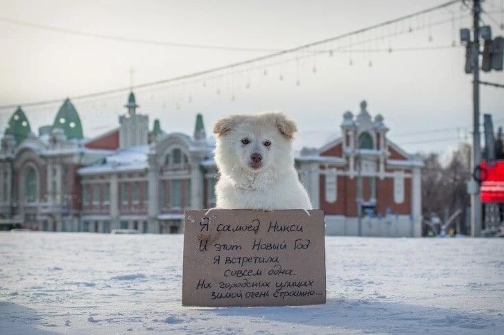 Часто люди выбрасывают даже дорогих породистых собак. Часто люди выбрасывают даже дорогих породистых собак.