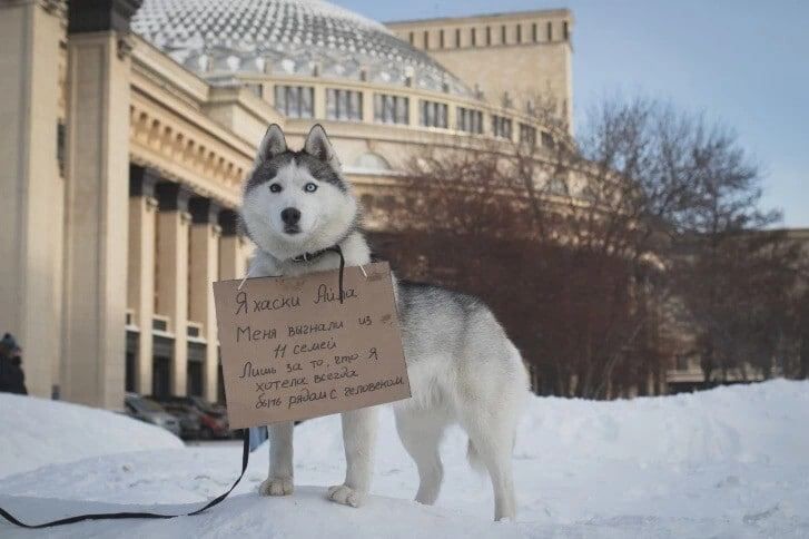 У всех подопечных приюта очень печальная судьба. У всех подопечных приюта очень печальная судьба.
