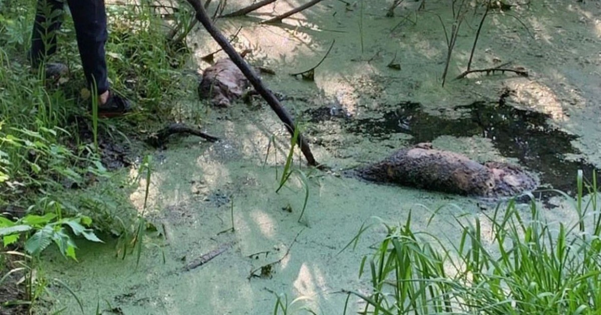 Ритуальные убийства?  Трупы 40 собак нашли в болоте возле МКАД