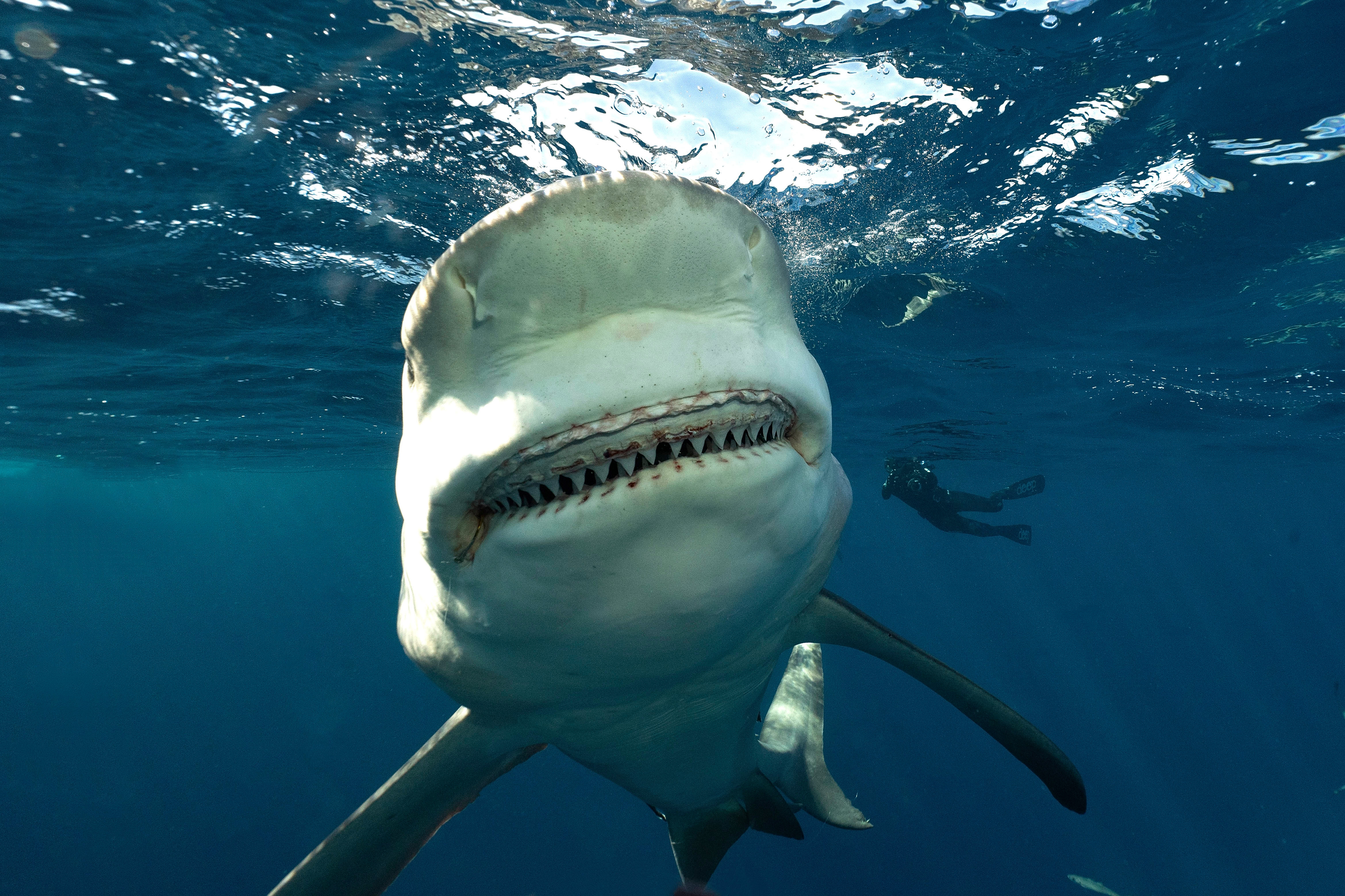 Нападение акулы в море. Тигровая акула Хургада.