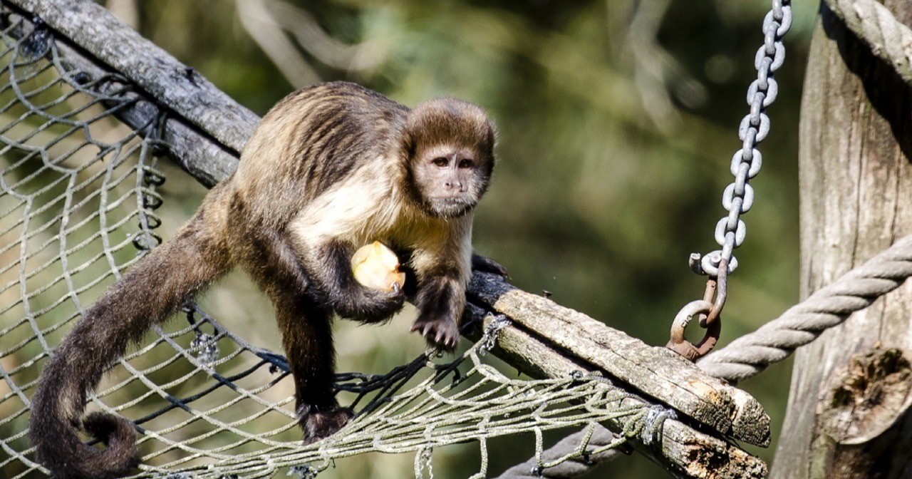 Распространение обезьяньей оспы пугает.  ВОЗ объявила чрезвычайную ситуацию