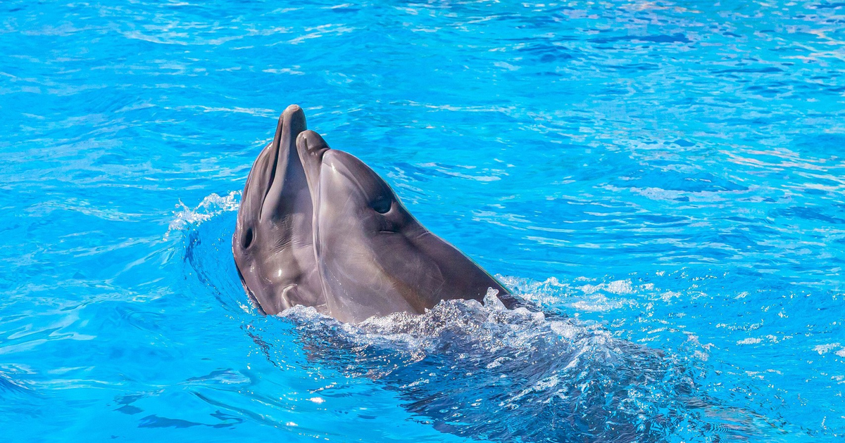 В Севастополе хозяин выбросил в море четырех ручных дельфинов.  Спасутся ли животные?