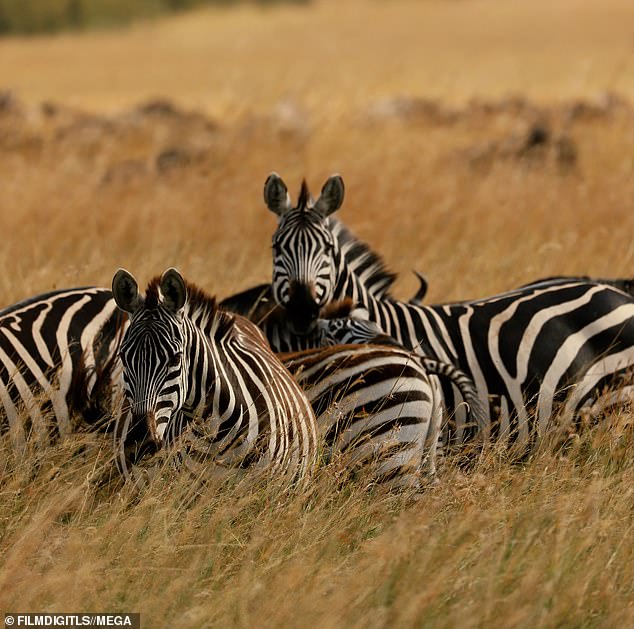Полоски: Красавица запечатлела шикарный снимок стада зебр