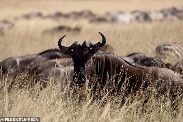 Буйвол: она фотографировала стадо буйволов во время сафари.