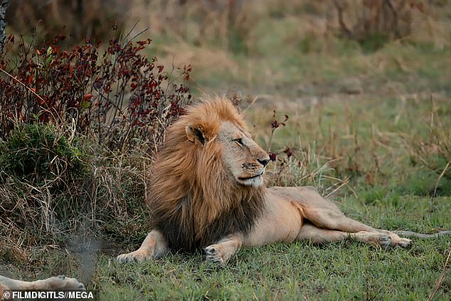 Король джунглей: Модель сфотографировала величественного льва с красивой гривой