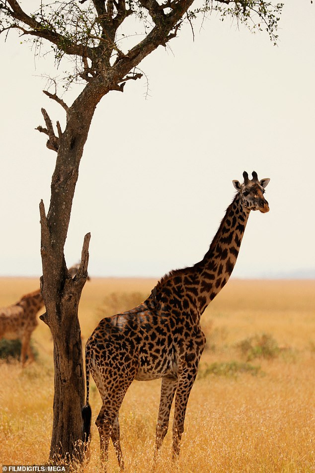 Длинная шея: жираф забрел в ее объектив, чтобы получить шанс стать звездой ее отпуска