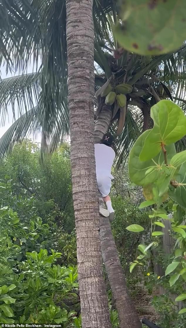 Затем он рискнул залезть на дерево, по-видимому, в поисках кокосов, однако в конце видео резко упал.