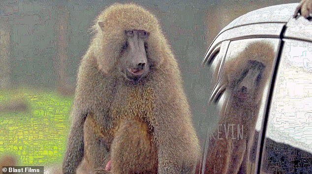 Обзор «Тайной жизни сафари-парка»: познакомьтесь с Кевином, нахальной обезьянкой, которая любит машины и пожилых женщин, пишет КРИСТОФЕР СТИВЕНС