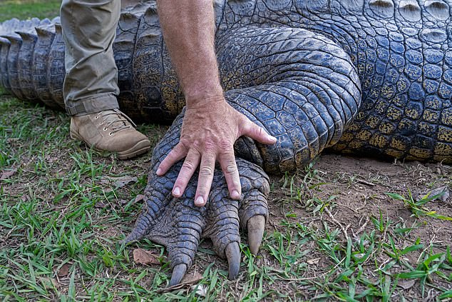 Бэкшолл с Генри, которому более 120 лет, что делает его самым старым живым крокодилом в мире.