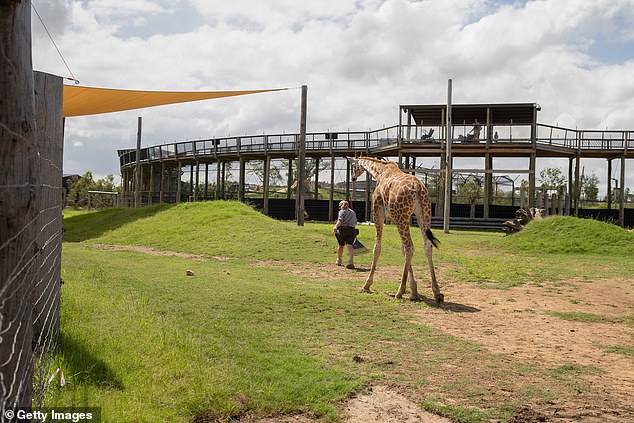 Решение Свифта поехать в Сиднейский зоопарк (на фото) вместо знаменитого зоопарка Таронга привело к заявлению со стороны конкурирующего парка и сообщениям о соперничестве.