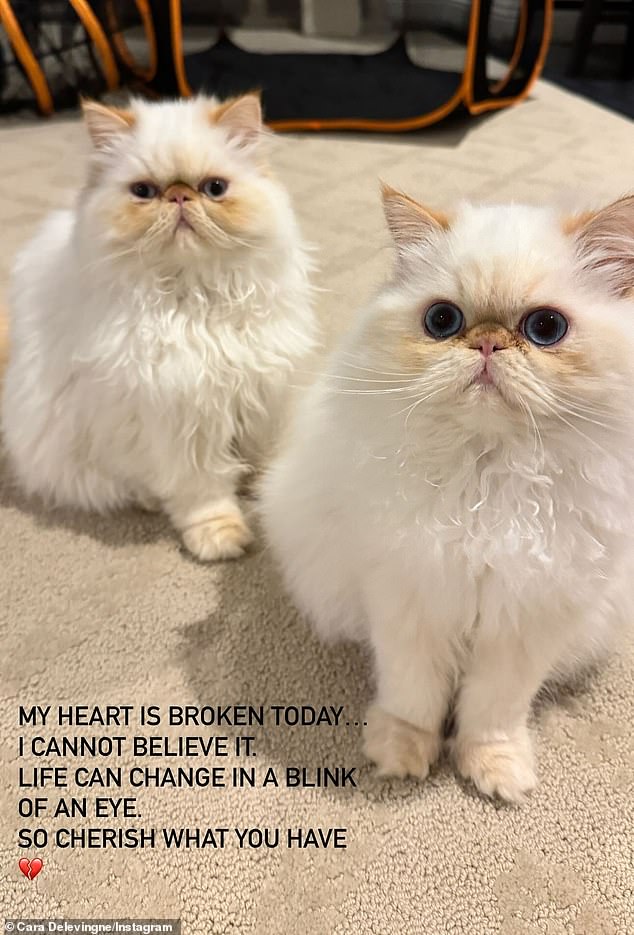 Услышав новость о пожаре в пятницу утром, Кара зашла в свои истории в Instagram, чтобы поделиться фотографией двух своих кошек и выразила, насколько она «убита горем».