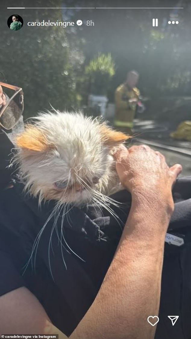 На первой фотографии, которой она поделилась, была изображена одна из ее белых кошек, лежащая на груди мужчины на солнце, а на заднем плане - пожарный.