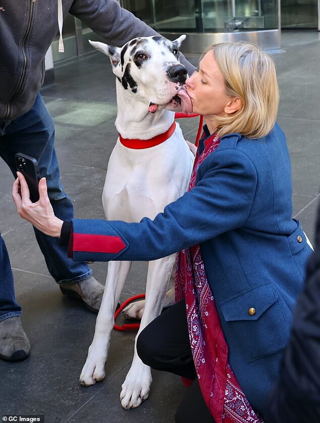 Они называют это щенячьей любовью!  Наоми Уоттс получает ОЧЕНЬ небрежный поцелуй от гигантского немецкого дога на съемках фильма «Друг» в Нью-Йорке.