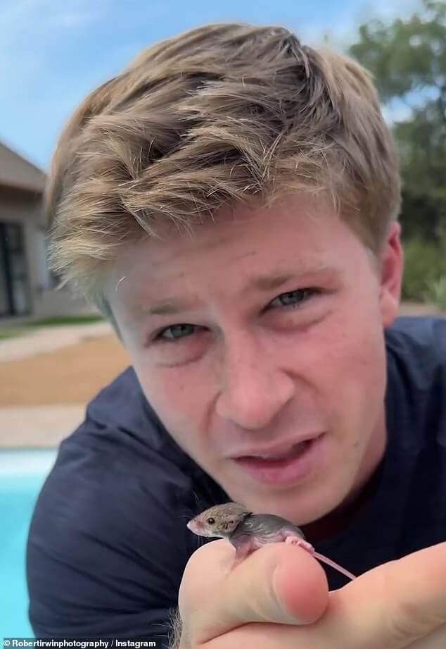 Роберт спешит на помощь!  Соведущий «Я знаменитость» Ирвин спасает крошечную мышку от утопления в бассейне отеля в Южной Африке.