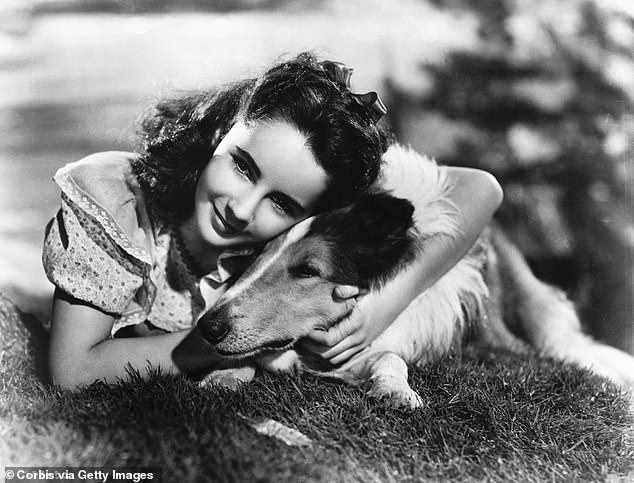 Тейлор в роли Кэти Меррик в сцене из фильма 1946 года «Мужество Лесси».