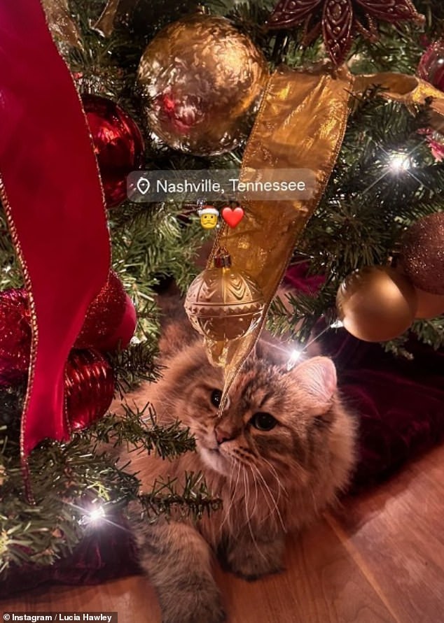 Люсия сфотографировала кота, который напоминал любимца Николь Джинджер, сидевшего под рождественской елкой в ​​доме, похожем на семейный.