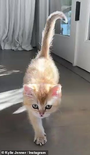 Очаровательно: Она пока не раскрывает породу и имя своего пушистого питомца.