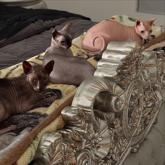 У этих бесшерстных животных есть хозяин, связанный с Кардашьян